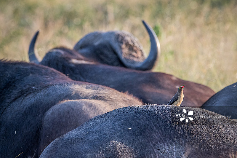 鸟儿立于水牛背上图片素材
