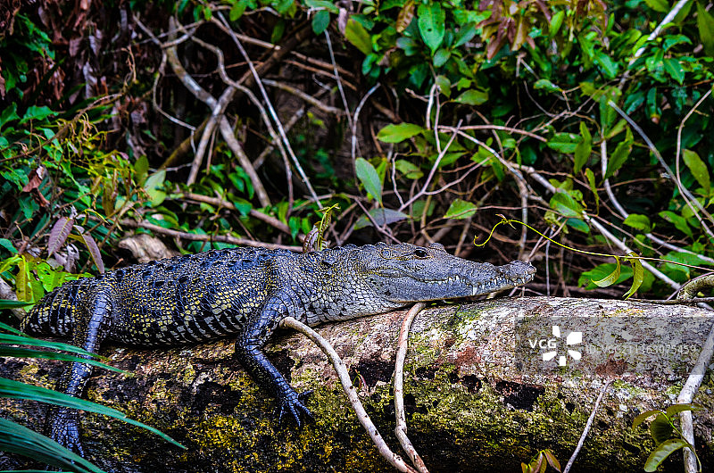 鳄鱼在岩石上休息图片素材