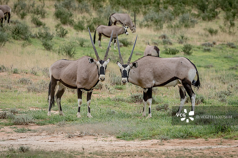 一对长角剑羚图片素材
