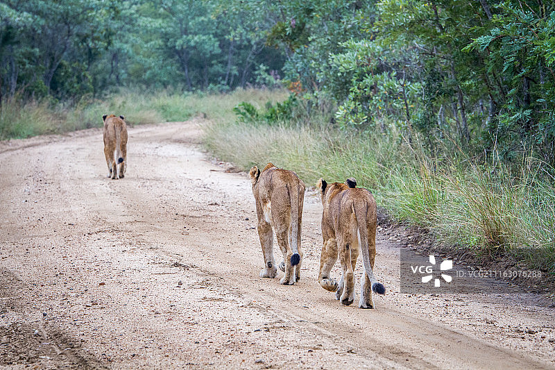 三只狮子在碎石路上行走图片素材