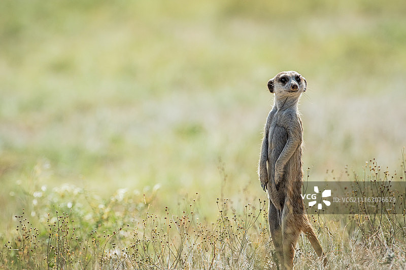博茨瓦纳茨哈邦图片素材