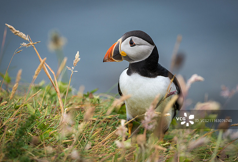 北大西洋海雀自然摄影图片素材