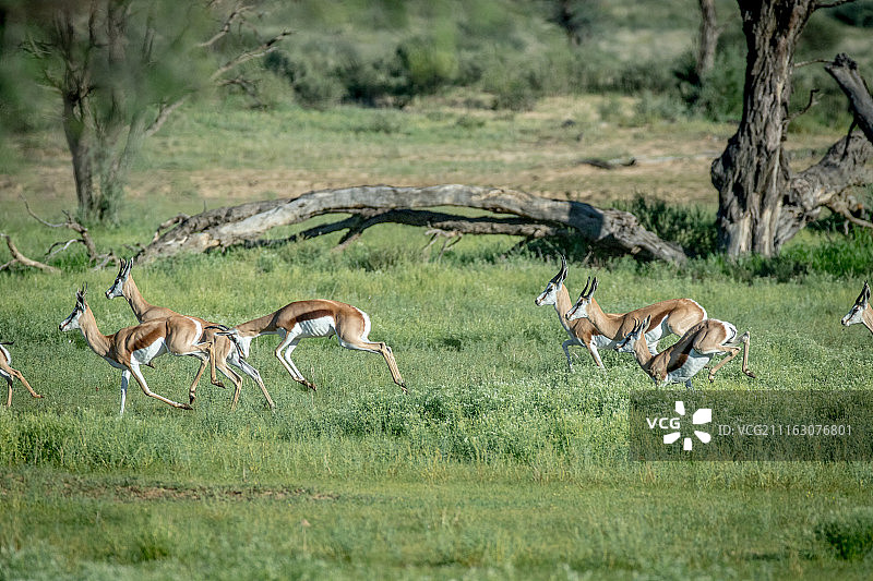 奔跑逃离的跳羚图片素材