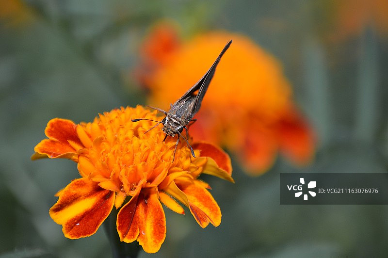 摄影师：brittany reaume / 500px图片素材