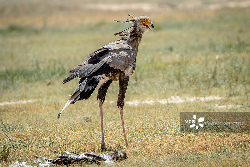 博茨瓦纳茨哈邦图片素材