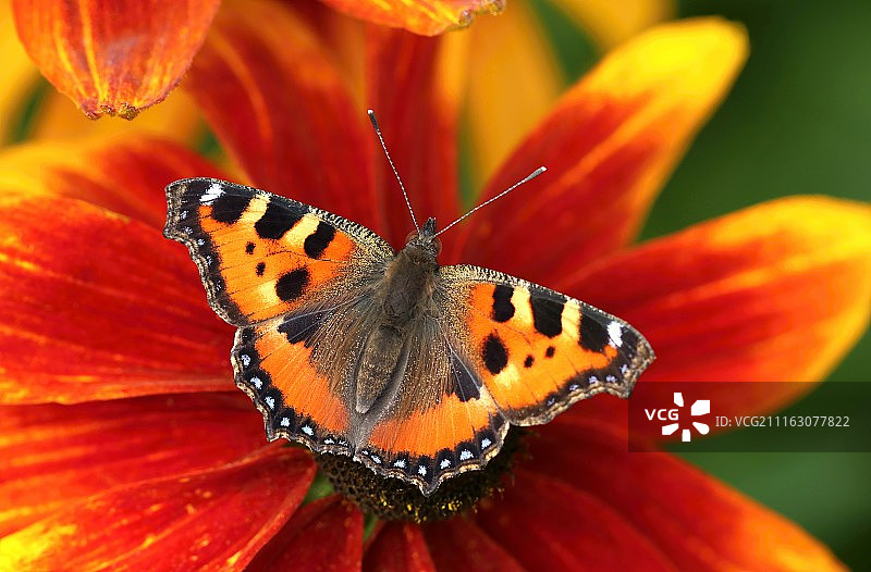 小 tortoiseshell 蝴蝶（荨麻疹）栖息在花朵上特写图片素材
