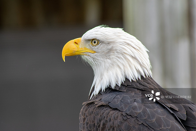 白头海雕肖像图片素材