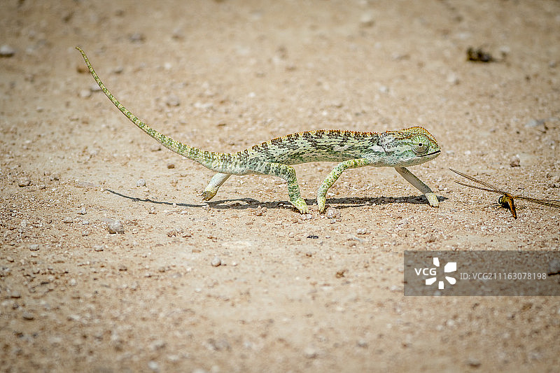 变色龙在泥土上行走图片素材