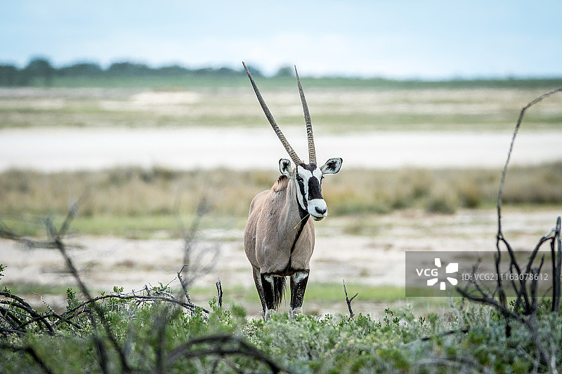 站在稀树草原上的长角羚羊图片素材
