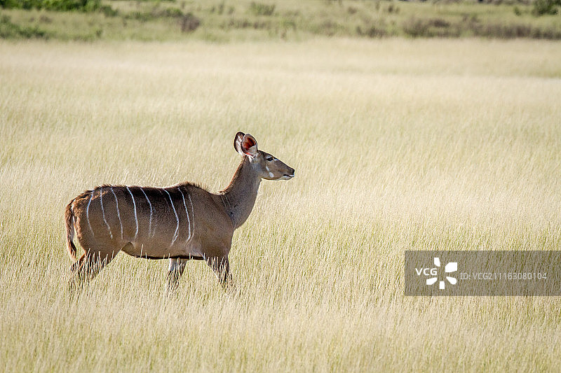 自然风光中的羚羊图片素材