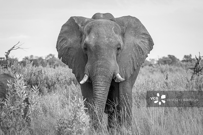 大象肖像图片素材