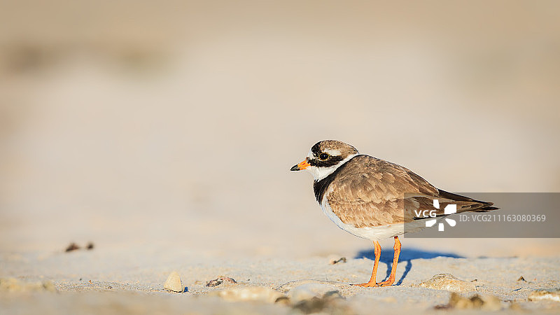 站在沙滩上的环颈鸻鸟画像图片素材