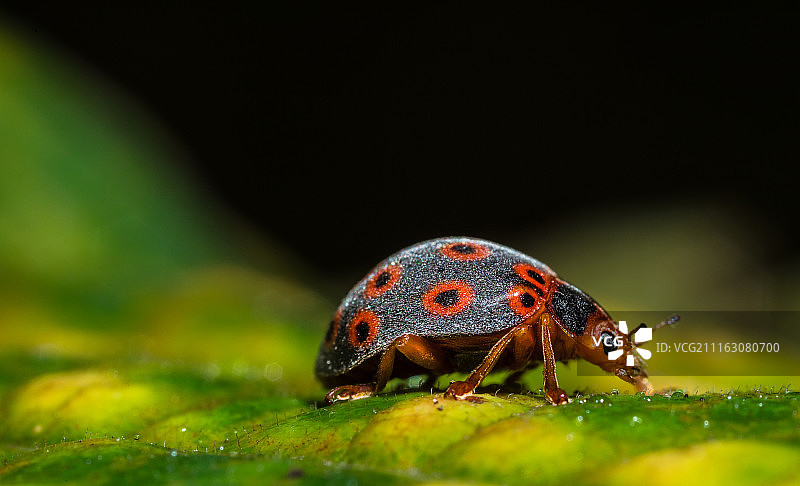 叶子上红蝽的特写照片图片素材