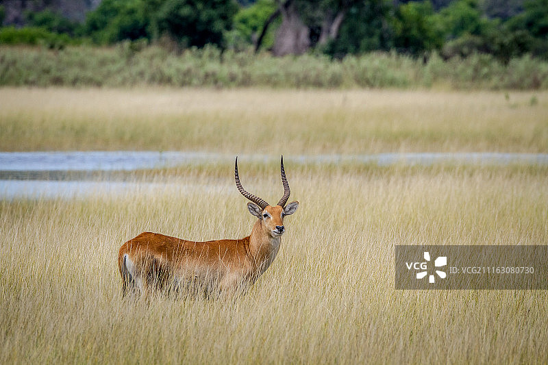 莱氏水羚特写图片素材