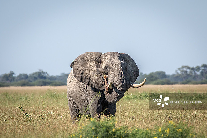 大象特写图片素材