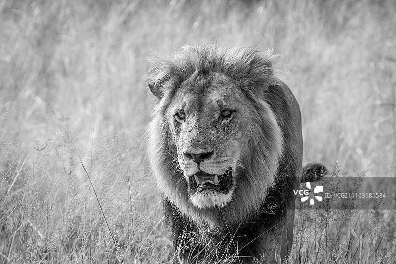 愤怒的狮子特写图片素材