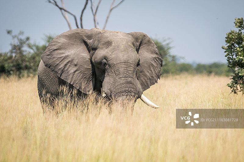 非洲草原象图片素材