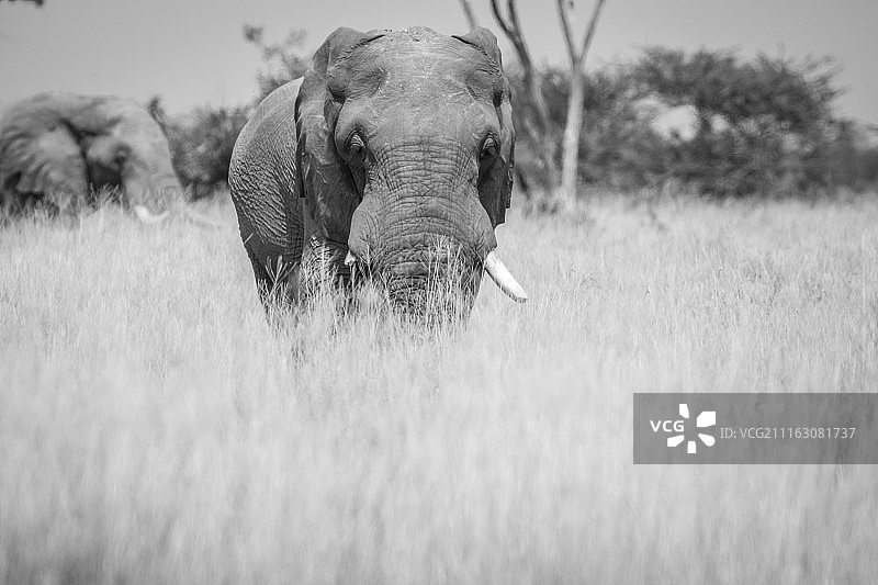 黑白照片：稀树草原草地中的非洲草原象图片素材