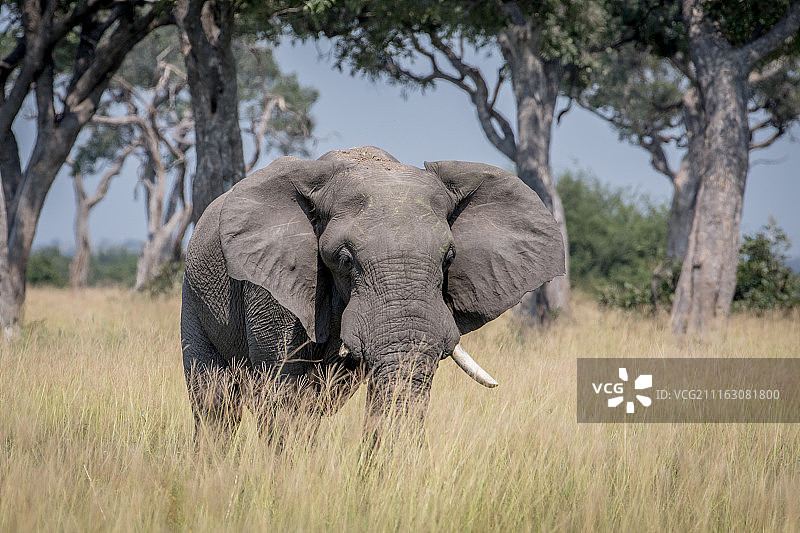 非洲草原象图片素材