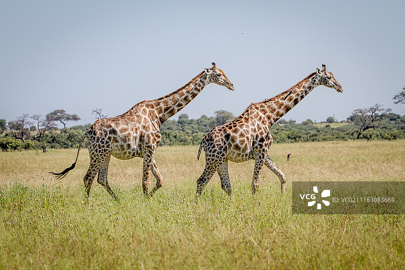 在稀树草原的草地上行走的长颈鹿图片素材