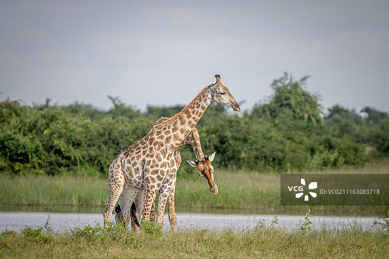 自然环境中的长颈鹿图片素材