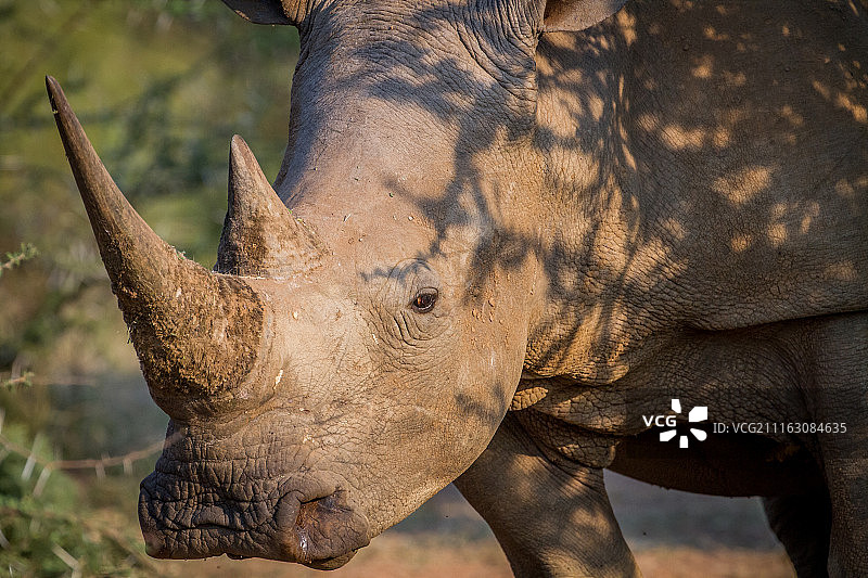 犀牛特写图片素材