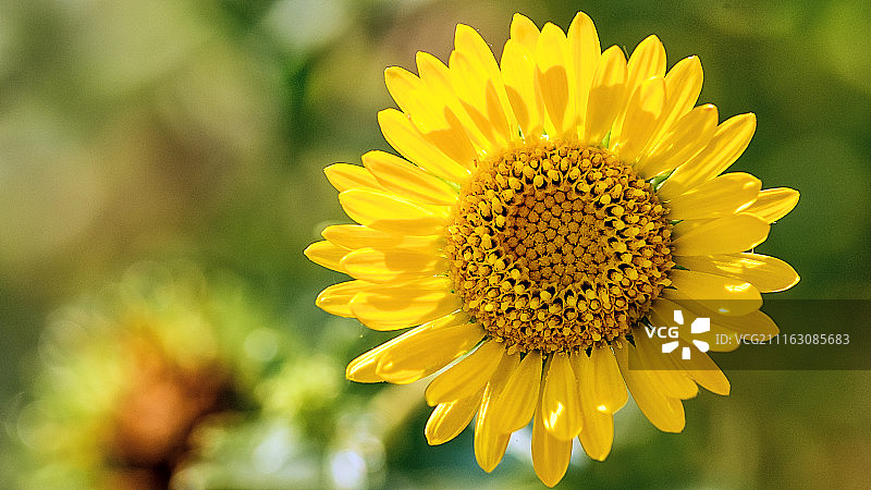 向日葵花头特写图片素材