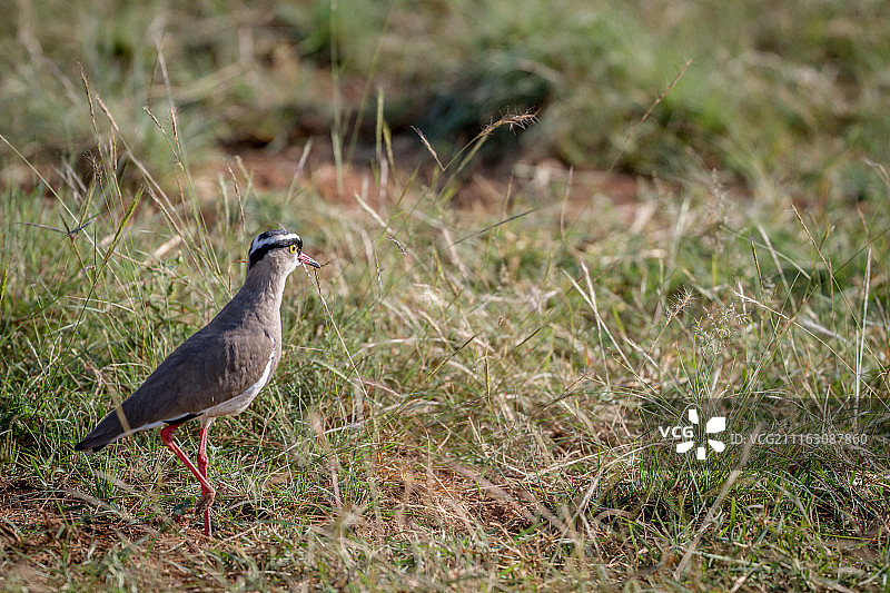 鸟儿站在草地上的景象图片素材