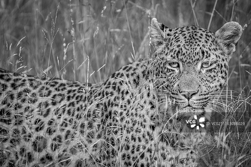 站在稀树草原上的豹子特写图片素材