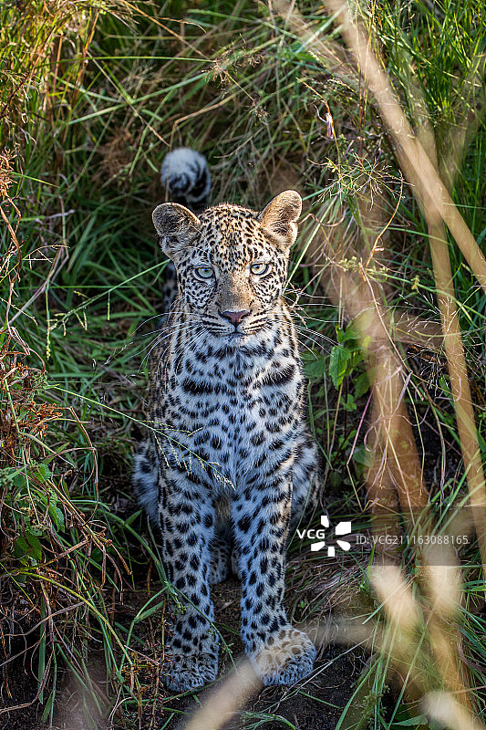 草地上的小豹图片素材