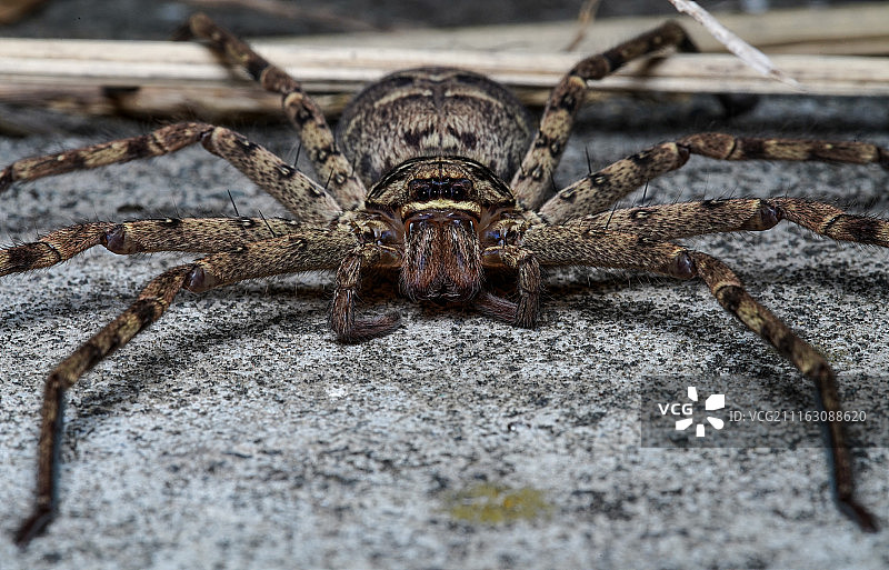 白额高脚蛛自然摄影作品图片素材