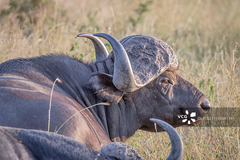 南非图拉马哈希图片素材