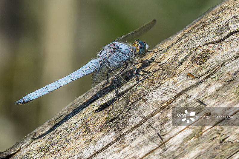 蜻蜓栖息在光秃秃的树枝上的特写图片素材