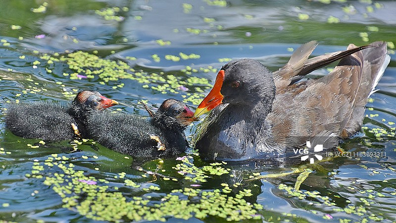 Ahmet Amerikali / 500px拍摄照片图片素材