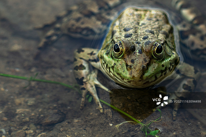 鸣叫树蛙水上图片素材