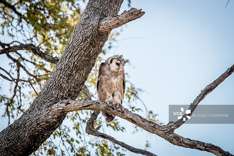 栖息在树枝上的非洲乳色雕鸮图片素材