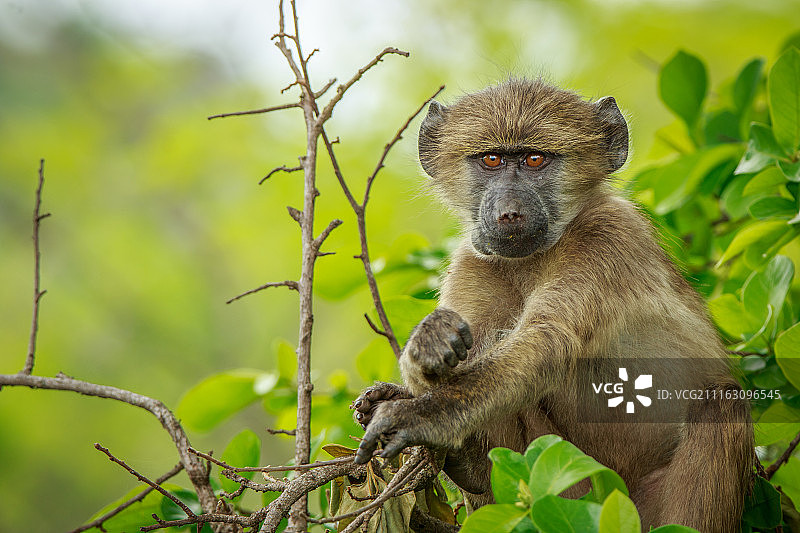 猴子坐在树上图片素材