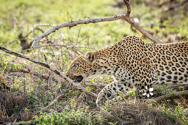 豹子特写图片素材