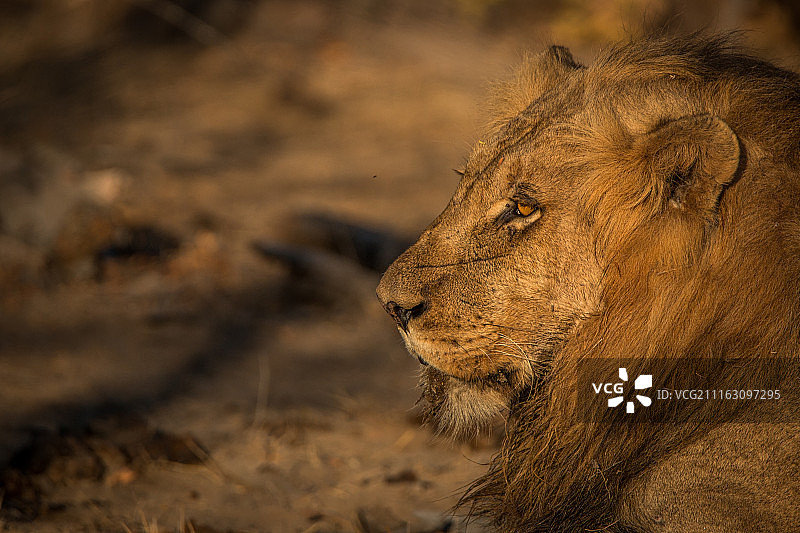 狮子头部特写图片素材