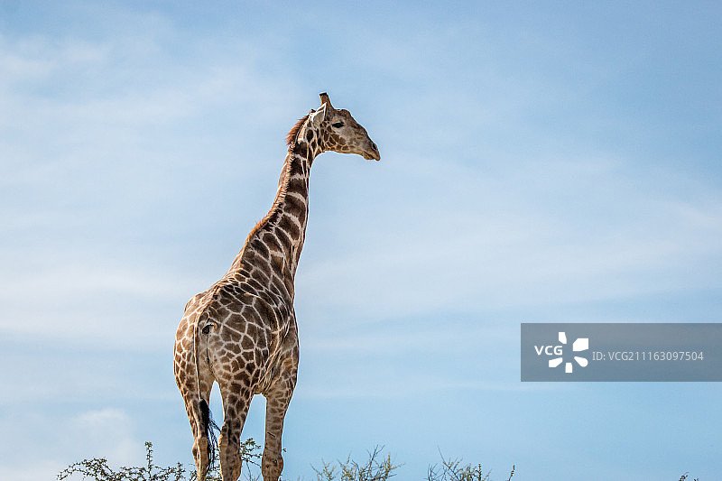 蓝天下站立的⻓颈鹿图片素材