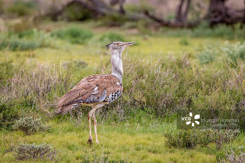 行走在草地上的柯利鸨图片素材