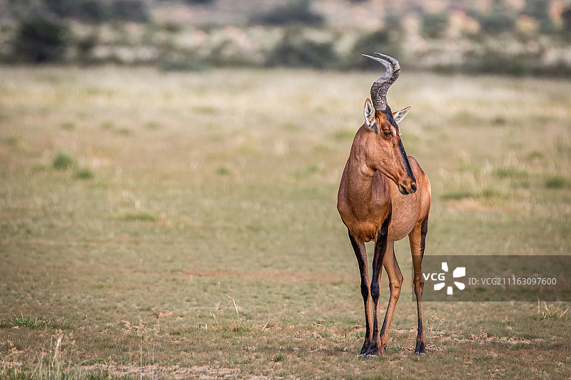 非洲大羚羊在稀树草原上特写图片素材