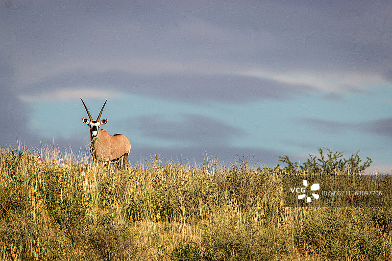 伊伦布拉，坦桑尼亚图片素材