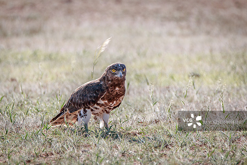 鹰的特写图片素材