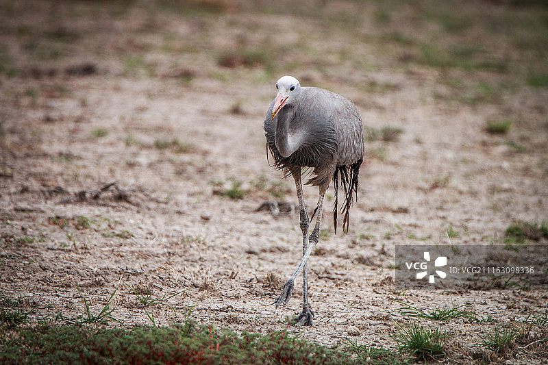 蓝鹤在草原上行走图片素材