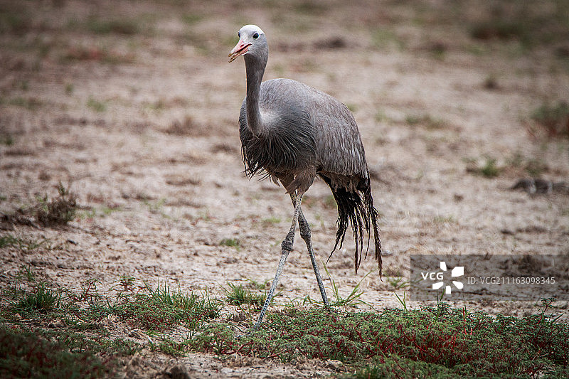 行走在非洲草原上的蓝鹤图片素材