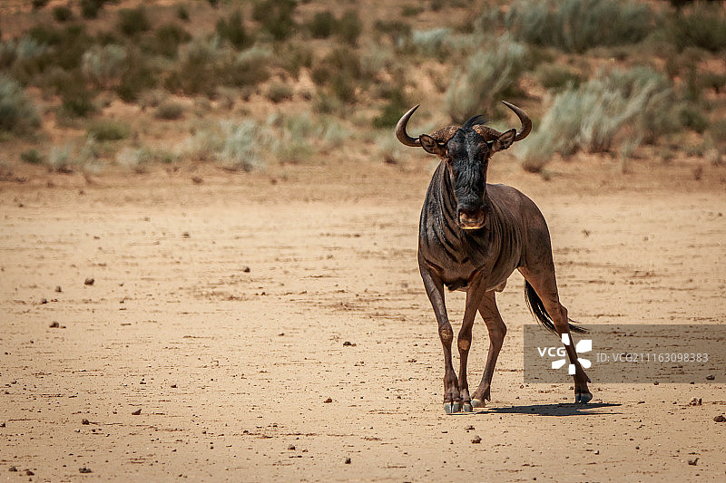 野生环境中的野生动物图片素材