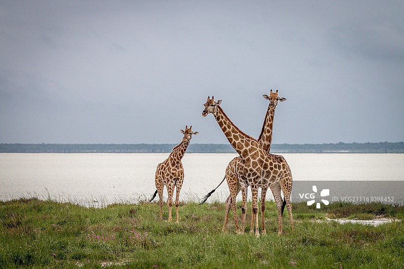 野外的三只长颈鹿图片素材