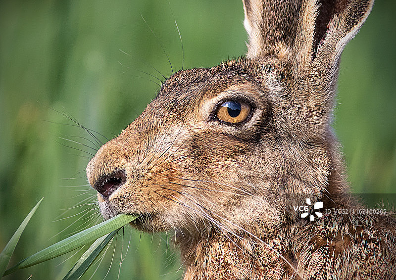 吃草的野兔肖像图片素材