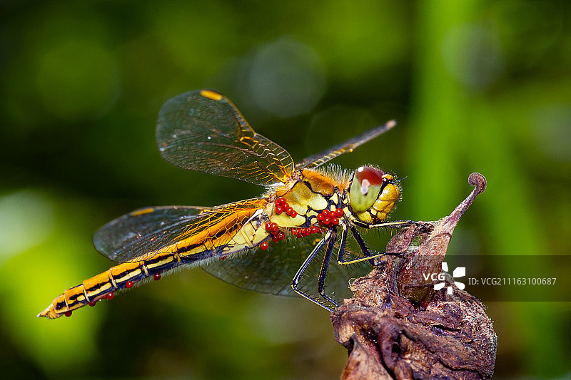 俄罗斯联邦巴雷舍沃图片素材
